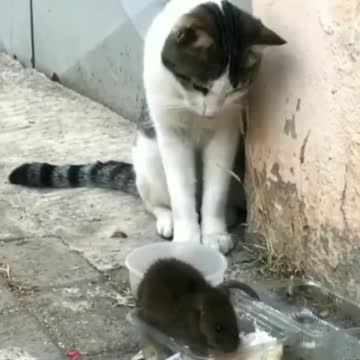 Cat and rat funny dubbed video 😂🥰😆| comedy video 😁🤣| animal funny video | new comedy status | comedy