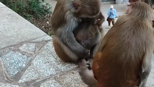 #monkeys #monkeylover