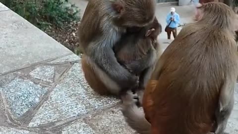 #monkeys #monkeylover