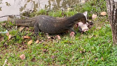 Large Monitor Lizard Eats Giant Cat Fish - Rare Footage @ 212023(1)