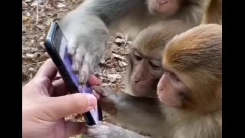 Animal funny video //monkeys comedy
