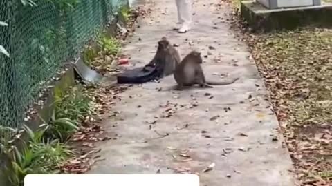 Monkey takes student's bag in Jurong, he 'negotiates' with them to return it