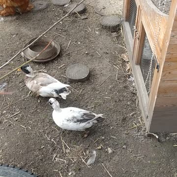 Happy chicken and ducks video 🐔🐤🤍