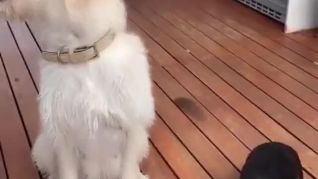 dog's superb but funny life