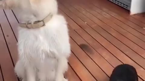 dog's superb but funny life