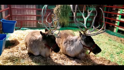 Indianapolis Zoo Christmas