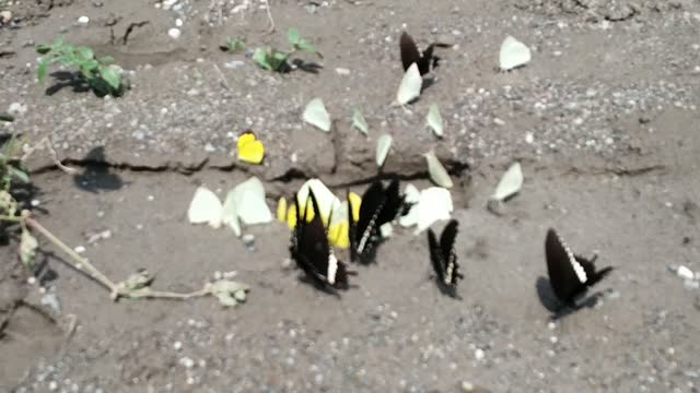 Amazing Butterfly - 1