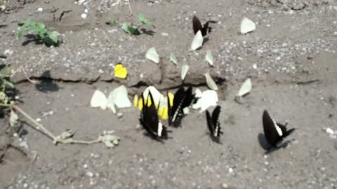 Amazing Butterfly - 1
