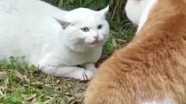 Best Cats Fight Viral Clips🐶|| #funny Cute Cats