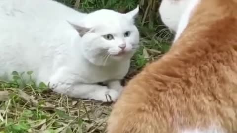 Best Cats Fight Viral Clips🐶|| #funny Cute Cats