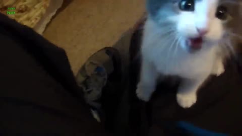 "Furry Friends: A Collection of Cat Videos"