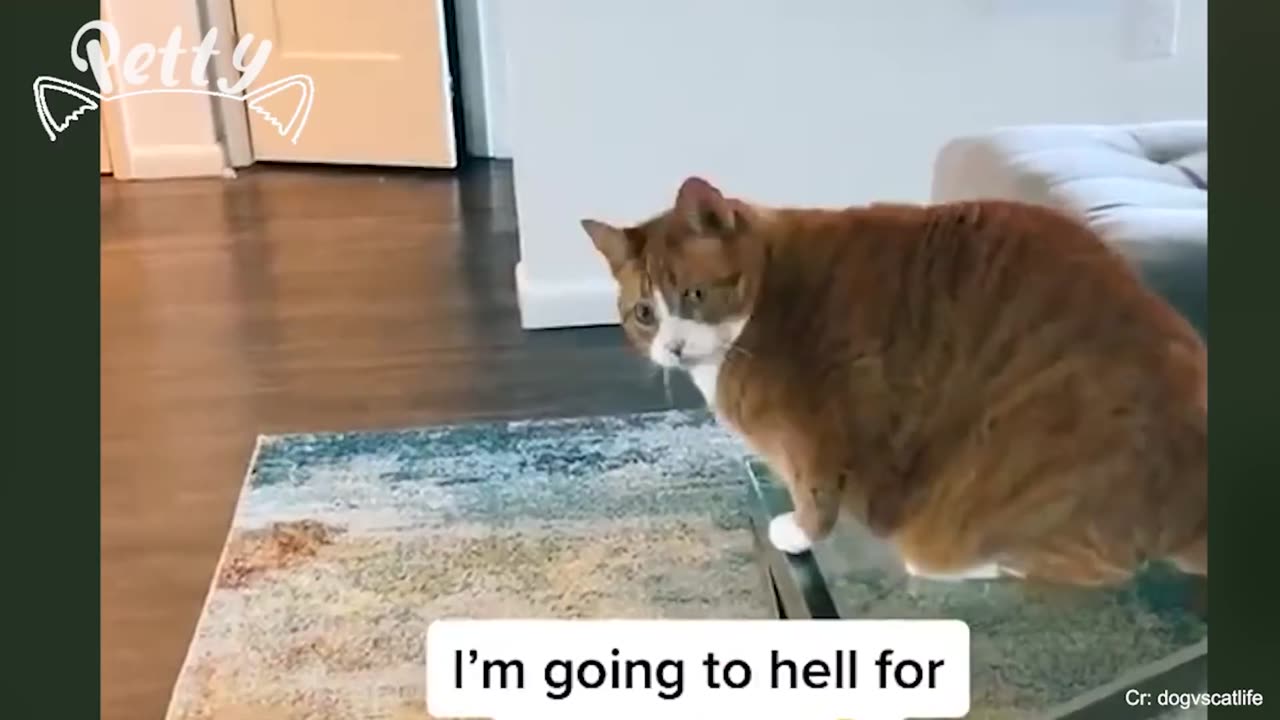 CATS vs DOGS! Love and hate! Compilation of funny cats and dogs for a good mood!