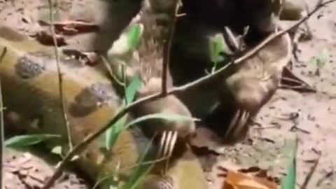 Anaconda attack #shorts