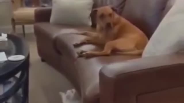 Funny Animal Videos #46