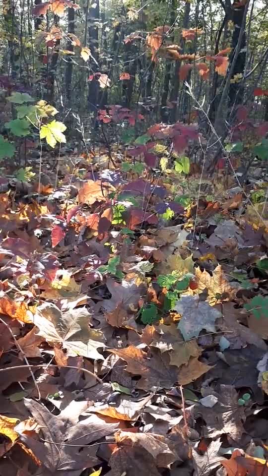 Polymerfasern im Berliner Herbstwald