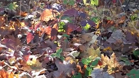 Polymerfasern im Berliner Herbstwald