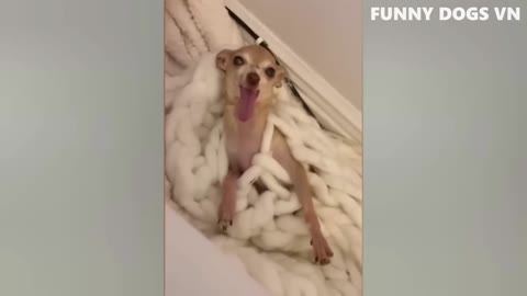 Funny Animal | Funny Animal Video | Enjoy This Video 🤣