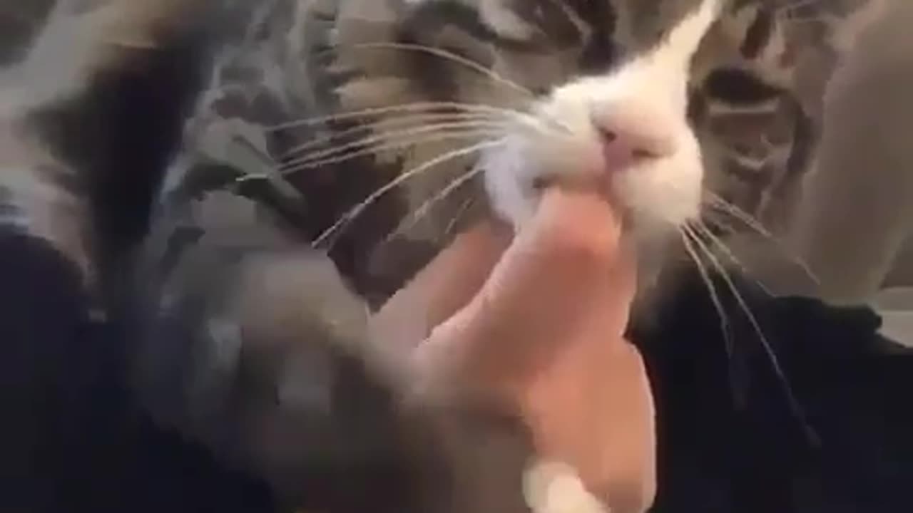 Innocent Cat