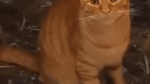 Cute Cat Gif