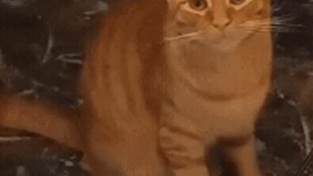 Cute Cat Gif