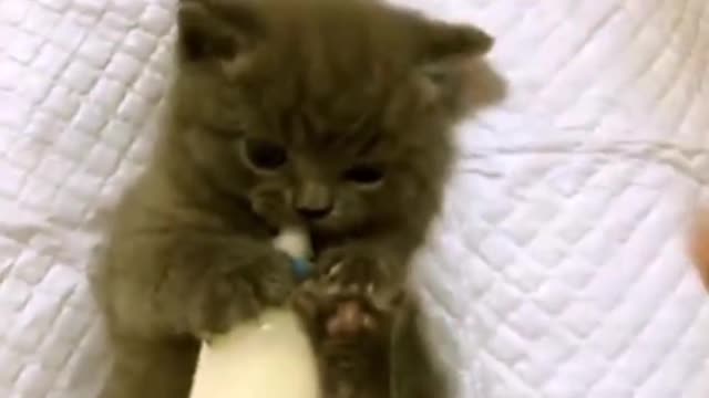 Baby cats drink milk, warm and healing