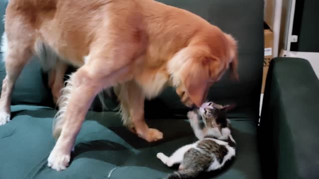 My golden retriever and cat - friends forever