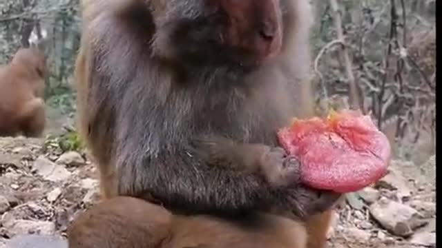 Monkey feeding