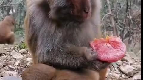 Monkey feeding