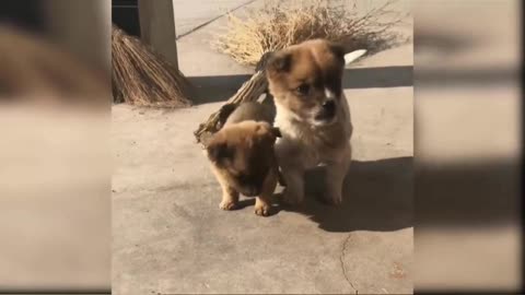Funny Dog Video | Cute Dogs | Entertainment Dogs Videos