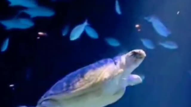 Hey, turtle, that's a really cool way to swim. I'm so jealous.