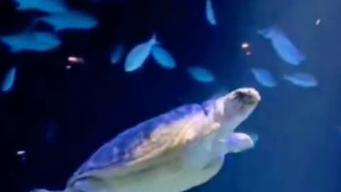 Hey, turtle, that's a really cool way to swim. I'm so jealous.