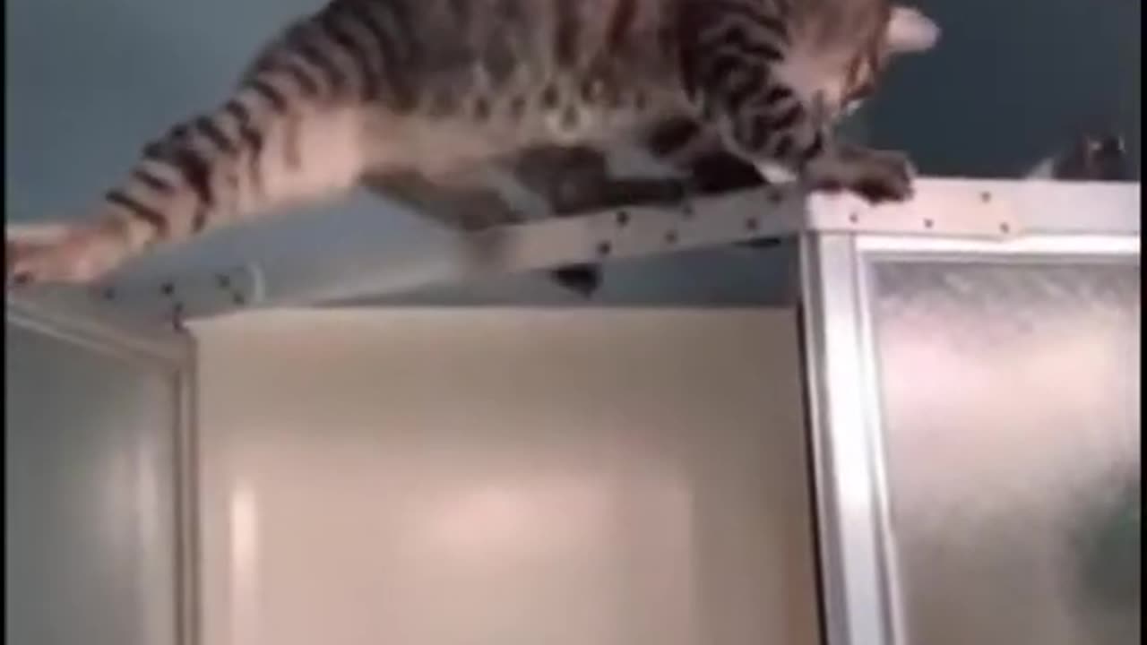 Funny Animal Videosππππ Try not to laugh