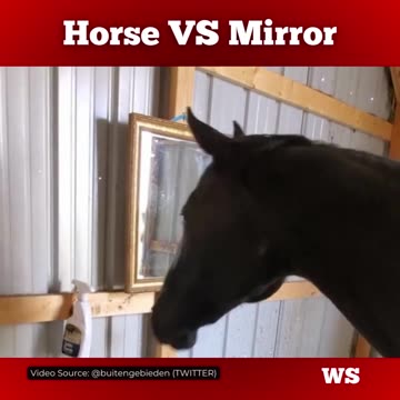 A Horses' moment of discovery...