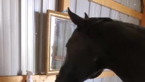 A Horses' moment of discovery...