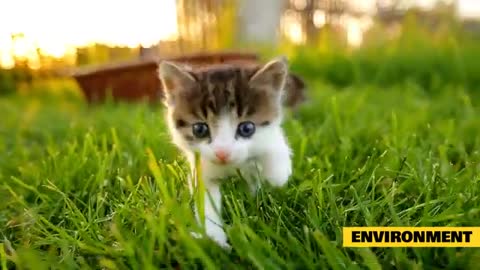 HOW TO CURE CAT BODY DANDRUFF