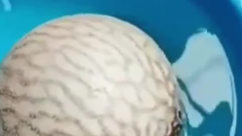 So cute 🤭 The Cute & Funny Animals