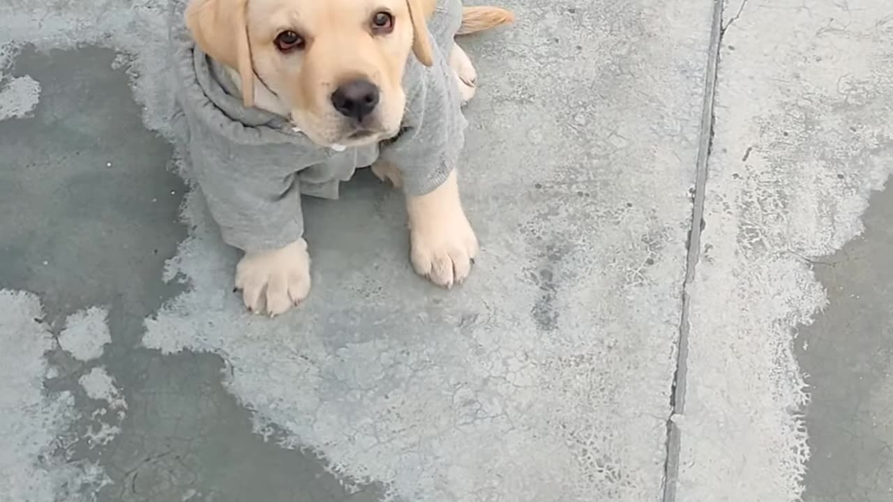 Labrador Puppy Training on Road 🐕💯