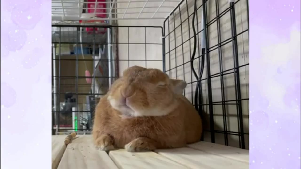 Funniest Animals 2023 🤣 New Funny Cats and Dogs 😺🐶