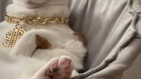 Try not to laugh🤣 Funny animals Pt 2 😹‖ #shorts #funnyvideos