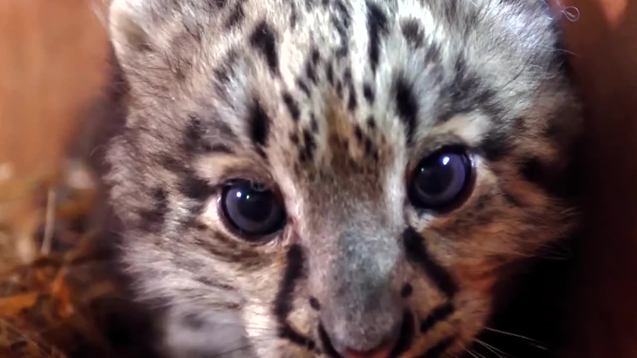 Snow leopard cub