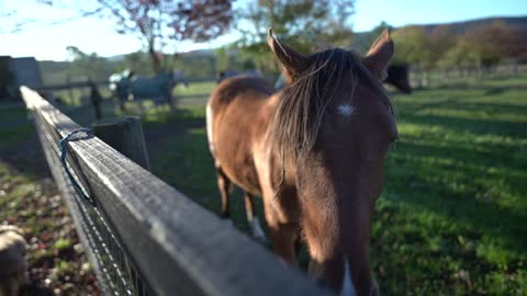 THE MOST BEAUTIFUL HORSES IN THE WORLD