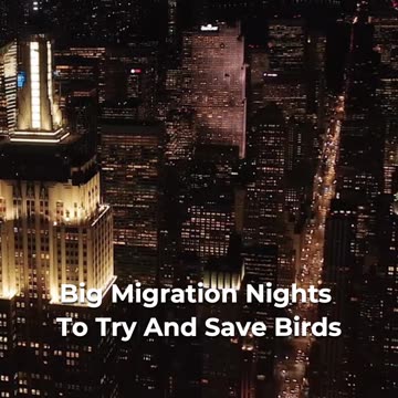 🦉🌃 The Mystery of Bird Migration 🏙️