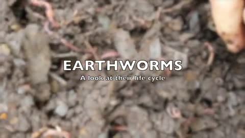 Basic Life Cycle of a Typical Earthworm_Cut