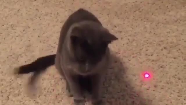 This cat is powered by an automatic device