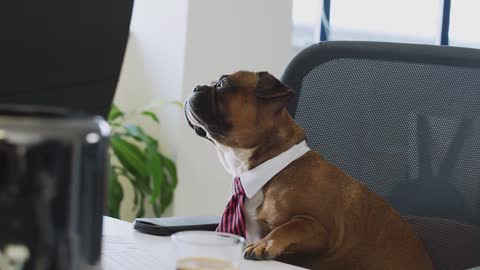 dogs dressed for success