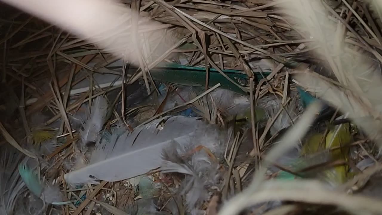 Zebra Finches breeding season