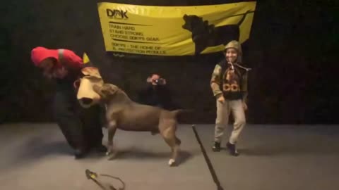 A trained pitbull was given the task of protecting the little boy.