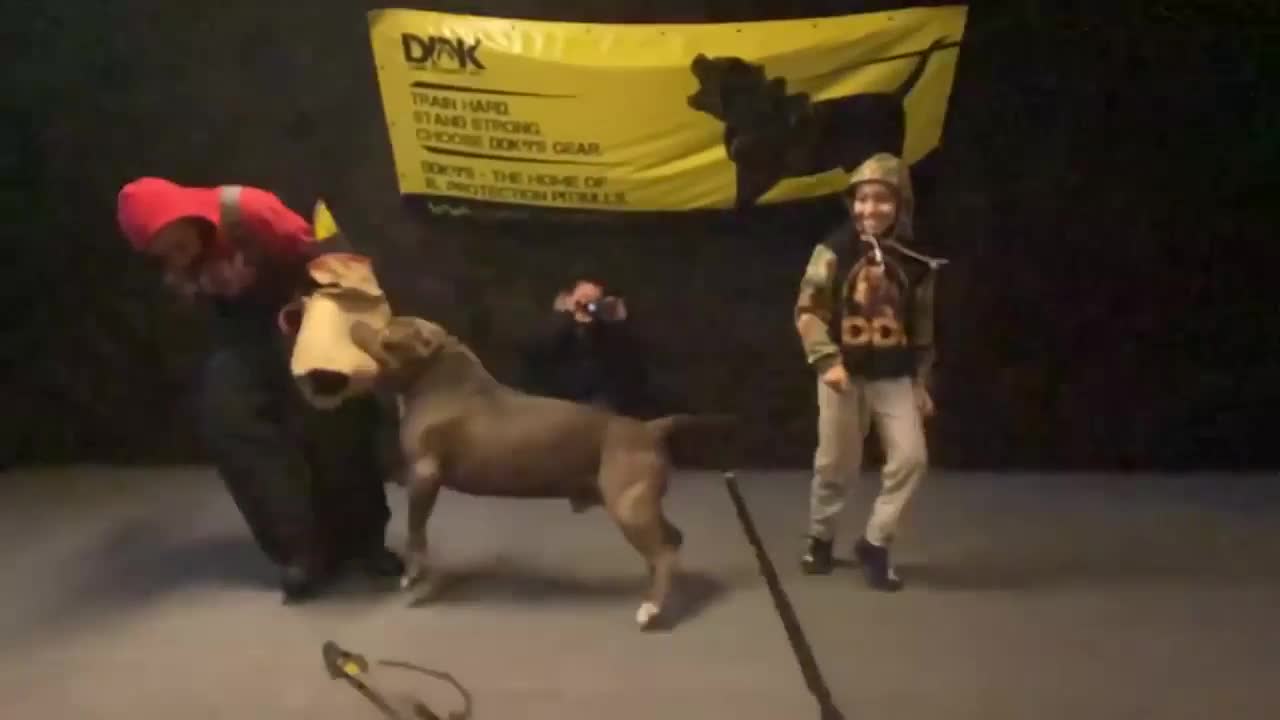 A trained pitbull was given the task of protecting the little boy.
