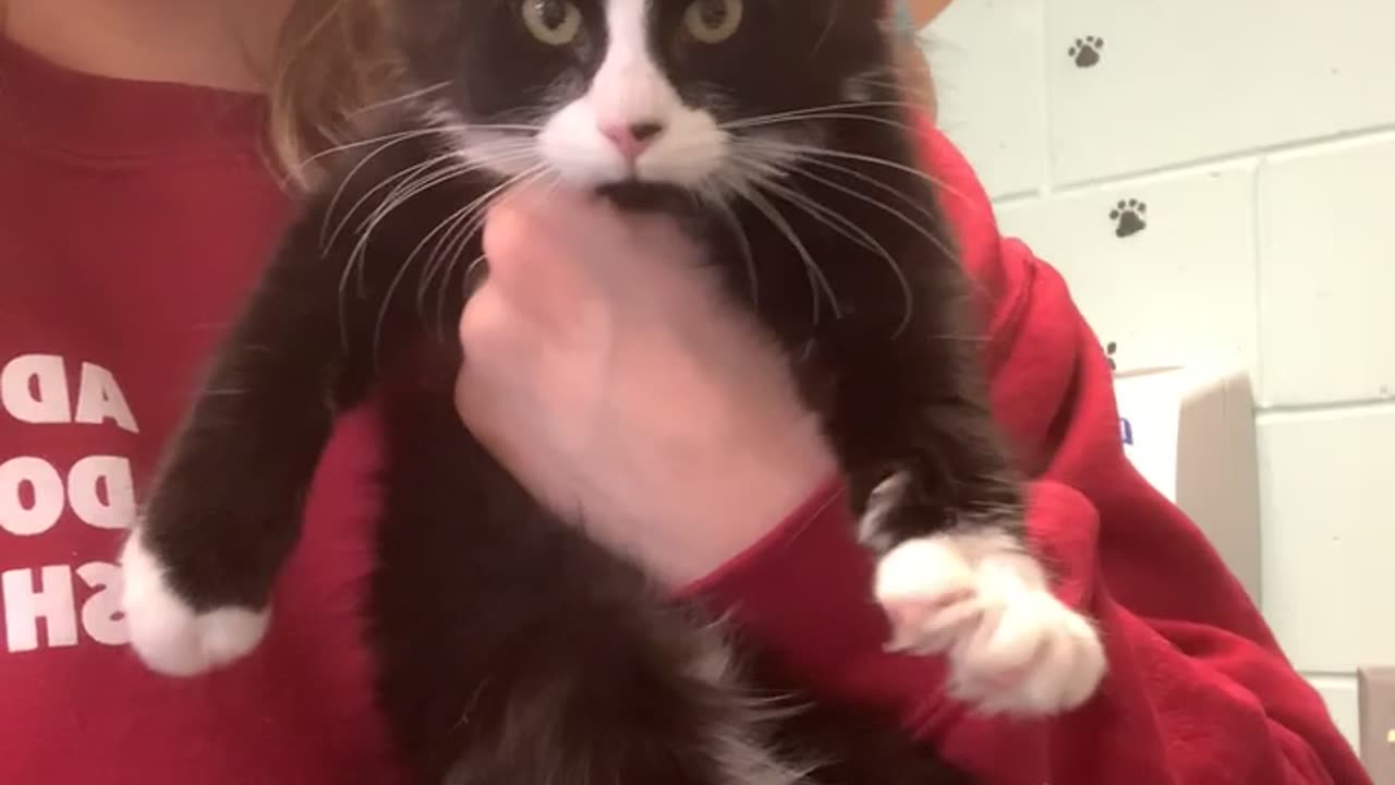 Kitten Says Hello To The Camera