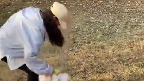 Cute and Funny Pomeranian Almost Fall # Smart Dog # Lovely Pet #shorts